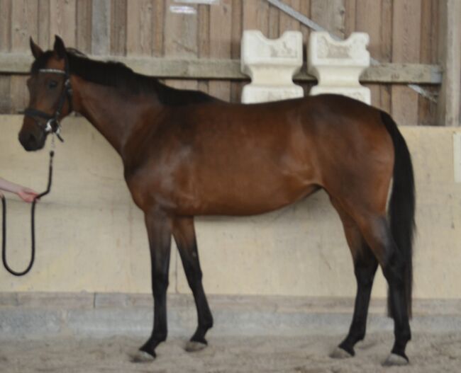 Gangstarkes, kopfklares Nachwuchspferd sucht neues Zuhause, F.L, Horses For Sale, Würzburg, Image 2