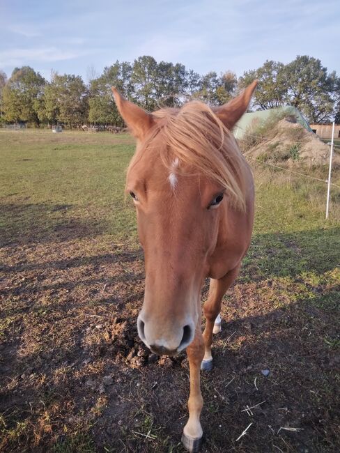 Jungpferd Stute, Wilma Wildfang, Horses For Sale, Königswartha, Image 6