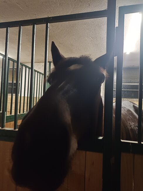 Junge Freizeitstute, Annalena Riegler , Horses For Sale, Allerheiligen , Image 7