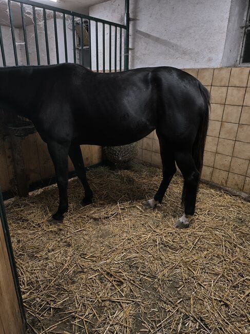 Junge Freizeitstute, Annalena Riegler , Horses For Sale, Allerheiligen , Image 8