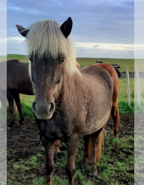 Jungstute in schicke Jacke für Zucht und Freizeit, Islandpferde-aus-Island, Horses For Sale, Ihlienworth