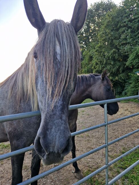 Jungstute sucht neuen Mensch fürs Leben, Janine , Horses For Sale, Radevormwald , Image 8