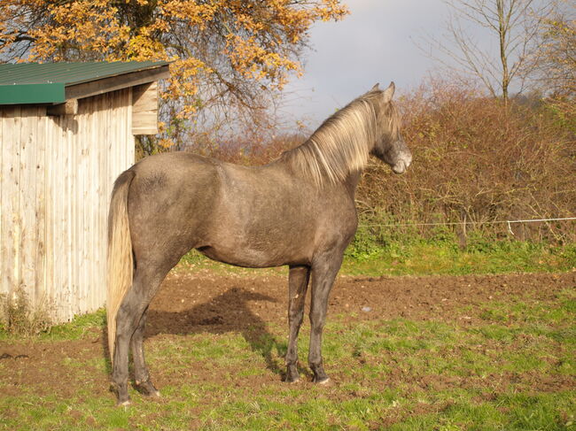 Jungstute sucht neuen Mensch fürs Leben, Janine , Horses For Sale, Radevormwald , Image 14