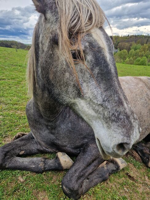 Jungstute sucht neuen Mensch fürs Leben, Janine , Horses For Sale, Radevormwald , Image 11