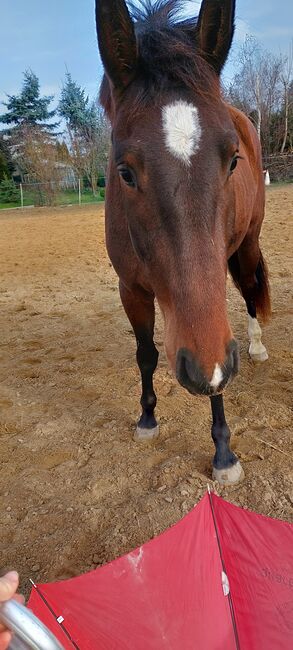 Junge Stute sucht besonderes Zuhause, Tina, Horses For Sale, Döbeln, Image 6