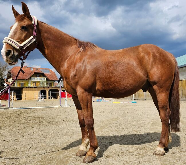 Unique opportunity chestnut gelding, MARIC IVAN, Horses For Sale, Lafayette , Image 3