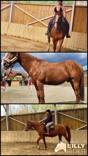 Unique opportunity chestnut gelding, MARIC IVAN, Horses For Sale, Lafayette , Image 4