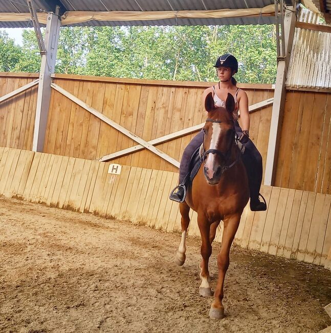 Unique opportunity chestnut gelding, MARIC IVAN, Pferd kaufen, Lafayette 