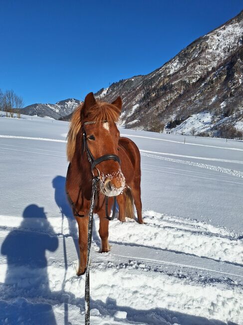 Einmalige Chance - top Preis - Reinrassige 6 jährige Isländer stute ca 145 stkm, Theresia blaickner hollaus, Horses For Sale, Fusch, Image 4