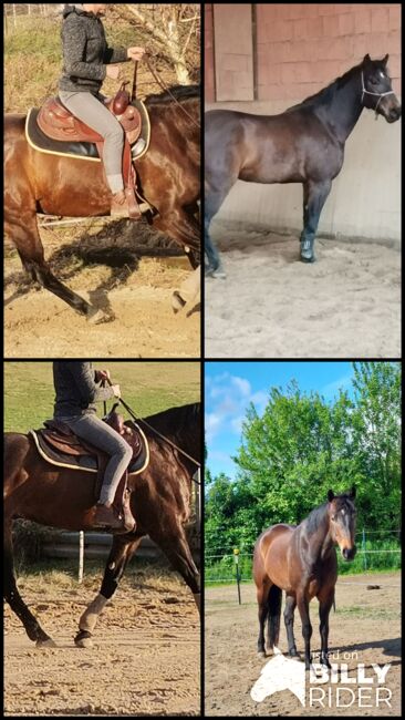 Unverbrauchter, großrahmiger Quarter Horse Wallach, Kerstin Rehbehn (Pferdemarketing Ost), Horses For Sale, Nienburg, Image 5