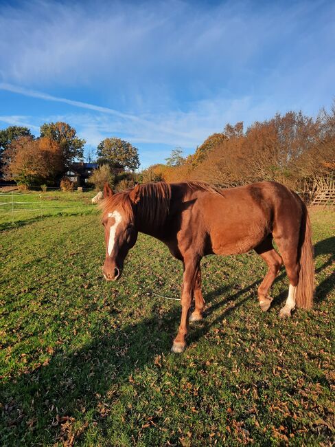 unverbrauchter Curly Horse Hengst mit vollen Papieren, Kerstin Rehbehn (Pferdemarketing Ost), Pferd kaufen, Nienburg, Abbildung 5