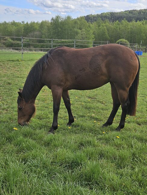 reining HORSE, MAURICE VERDENNE, Horses For Sale, AYWAILLE