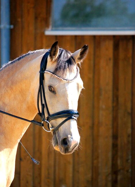 Zuchtauflösung – wunderschöne Reitponystute mit qualifiziertem Hengstfohlen, Verena, Horses For Sale, Trumau 