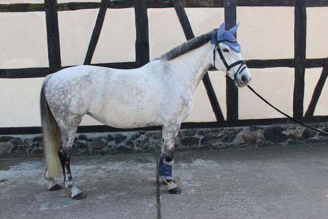 Gehobenes Freizeitpferd KWPN Stute, Josefin Nitzschke , Horses For Sale, Grünewalde, Image 3