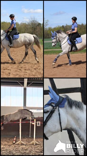 Gehobenes Freizeitpferd KWPN Stute, Josefin Nitzschke , Horses For Sale, Grünewalde, Image 10