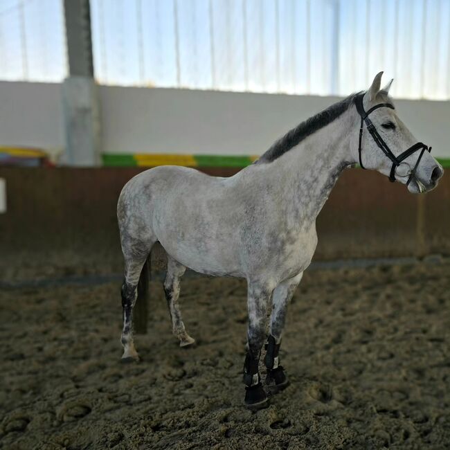 Gehobenes Freizeitpferd KWPN Stute, Josefin Nitzschke , Horses For Sale, Grünewalde, Image 4