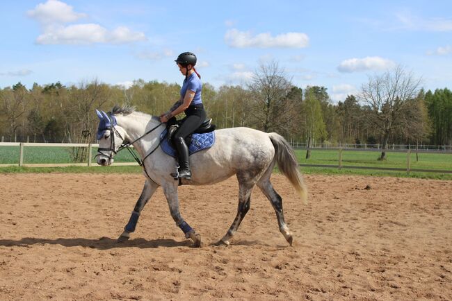 Gehobenes Freizeitpferd KWPN Stute, Josefin Nitzschke , Horses For Sale, Grünewalde