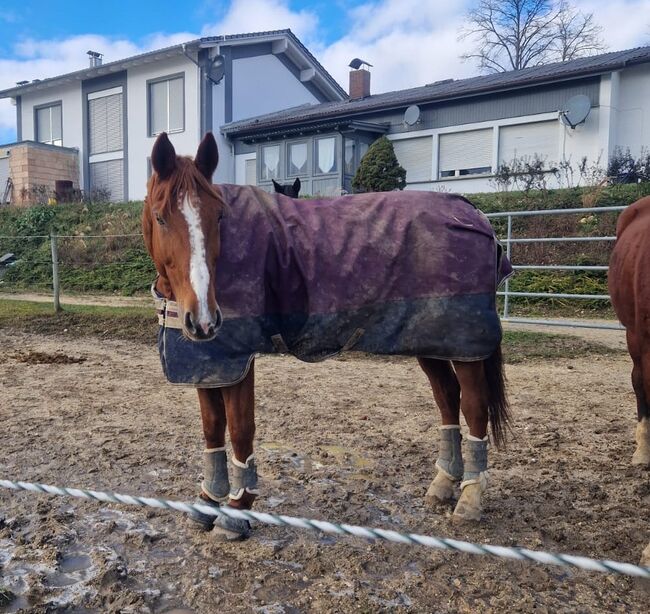 Gehobenes Freizeitpferd mit tollem Charakter, L.W., Horses For Sale, Eigeltingen, Image 5