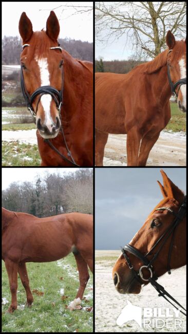 Gehobenes Freizeitpferd mit tollem Charakter, L.W., Horses For Sale, Eigeltingen, Image 11