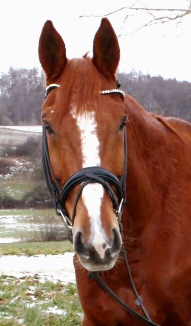 Gehobenes Freizeitpferd mit tollem Charakter, L.W., Horses For Sale, Eigeltingen