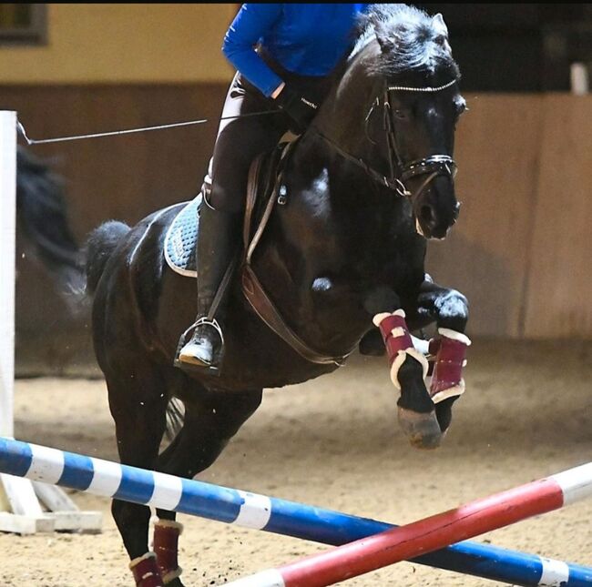 Gehobenes Freizeitpony, Ilka Klüver, Horses For Sale, Sieversdorf, Image 2