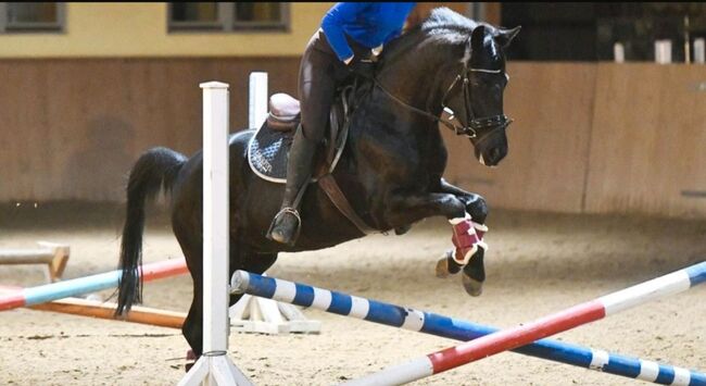 Gehobenes Freizeitpony, Ilka Klüver, Horses For Sale, Sieversdorf, Image 5