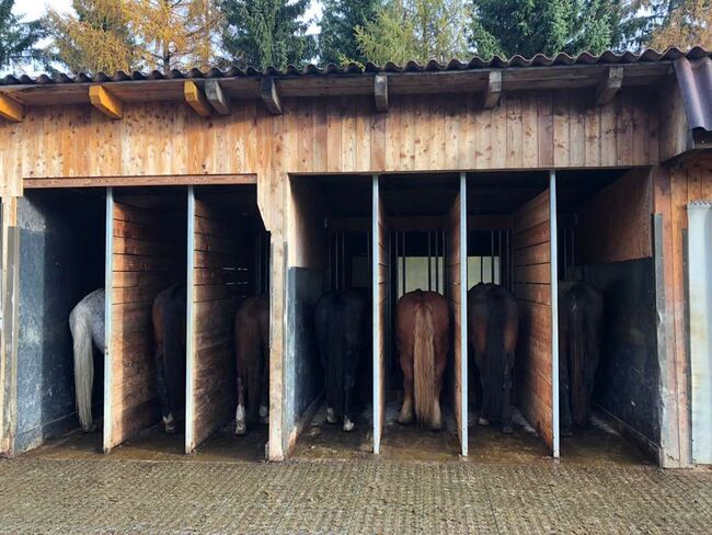 Einstellplatz Pensionsplatz für Pferde mit Lungenproblemen oder Sommerekzem!, E.C., Horse Stables, Reichenfels, Image 2