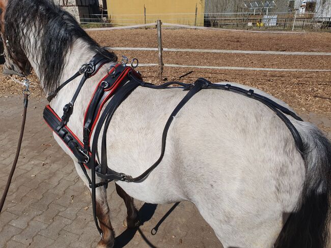 Neuwertiges Zweispännergeschirr Pony, KL, Uprząż dla powozy konne, Niederstetten , Image 3