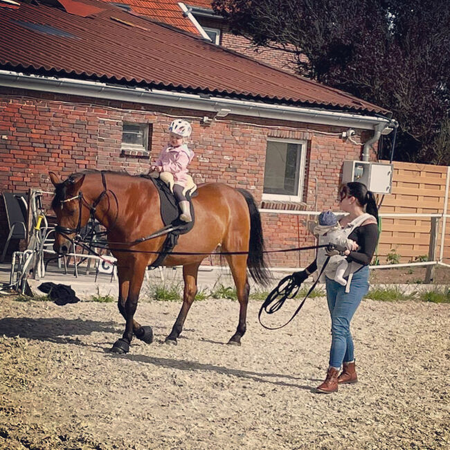 Liebenswürdiger Freizeit Partner, N Gerdes , Konie na sprzedaż, Westerholt , Image 2