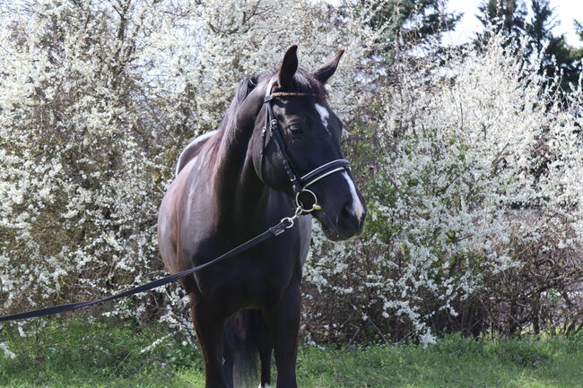 gehobenes Freizeitpferd, Lea, Horses For Sale, Leobendorf, Image 4