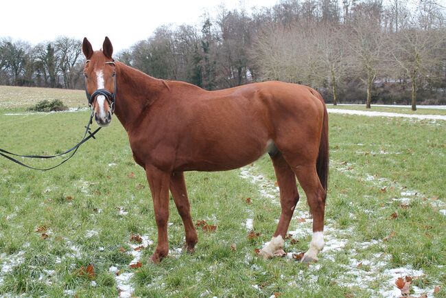 Gehobenes Freizeitpferd mit tollem Charakter, L.W., Horses For Sale, Eigeltingen, Image 3