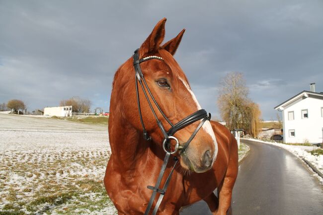 Gehobenes Freizeitpferd mit tollem Charakter, L.W., Horses For Sale, Eigeltingen, Image 7