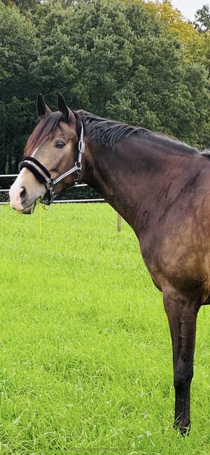 Gehobenes Freizeitpferd mit Sonderlackierung, A. Karakoc, Horses For Sale, Dortmund
