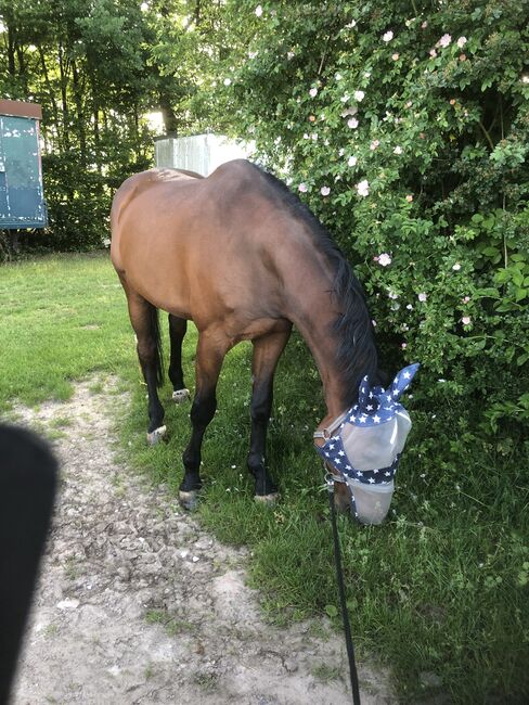 Gehobener Freizeitpartner, Sandra, Horses For Sale, Wöllstadt 