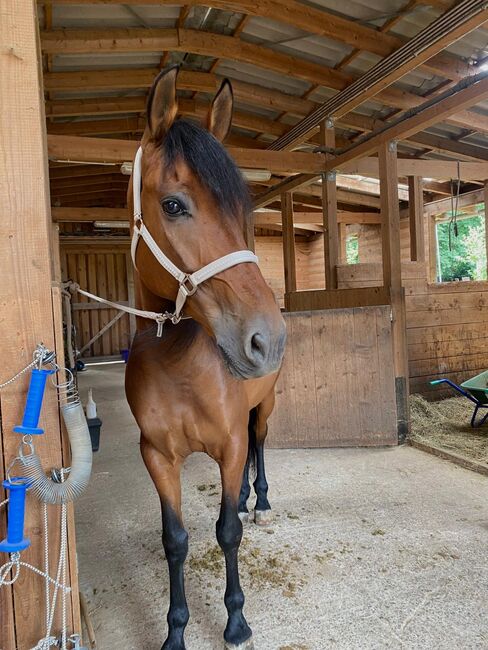 Dringend!!! Sensibler Andalusier Wallach sucht Herzensmenschen, Jutta Fischer , Horses For Sale, Biebergemünd 