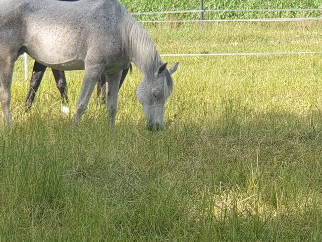 DRINGEND: Treue Freizeitstute mit Herz und Charakter, Katharina Lehmann (Pferdevermittlung Leus), Horses For Sale, Hochmoor