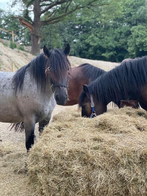 Dringend Zuhause gesucht, Katharina Lehmann (Pferdevermittlung Leus), Horses For Sale, Indersdorf, Image 4