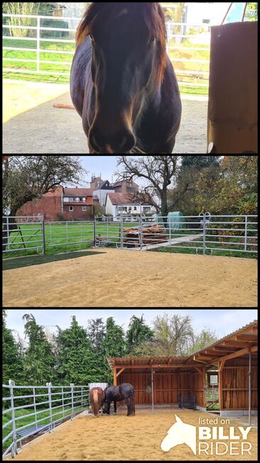 Dringend Beisteller/Einsteller gesucht, Almut , Horse Stables, Amöneburg, Image 4