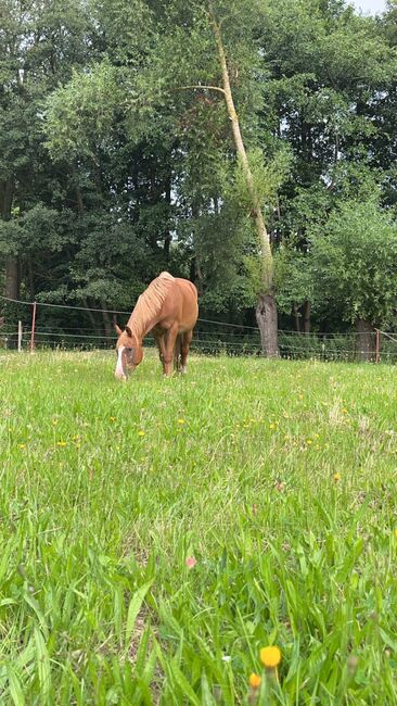 Dringend neues Zuhause für Herzenspony gesucht, Linda Rödel, Horses For Sale, Steffenshagen , Image 3