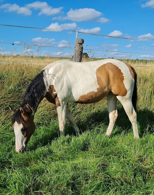 bezaubernde, homozygote Paint Horse Stute, Kerstin Rehbehn (Pferdemarketing Ost), Konie na sprzedaż, Nienburg