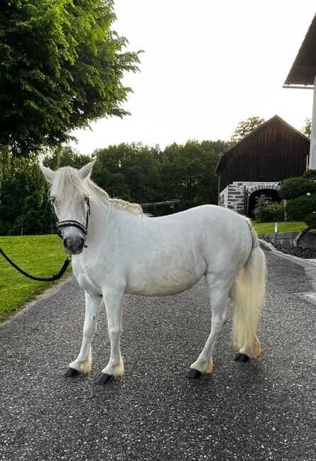 Verkaufe entzückende Shetlandponys-Stute, Teresa Hraba, Konie na sprzedaż, Lasberg, Image 3