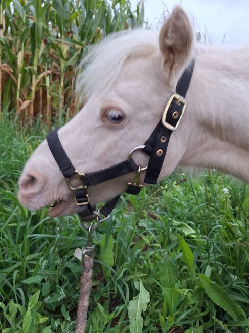 Entzückende Mini-Shetty Stute, Karin , Konie na sprzedaż, Langenlois, Image 4