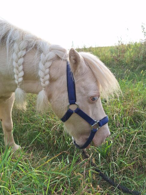 Entzückende Mini-Shetty Stute, Karin , Konie na sprzedaż, Langenlois, Image 12