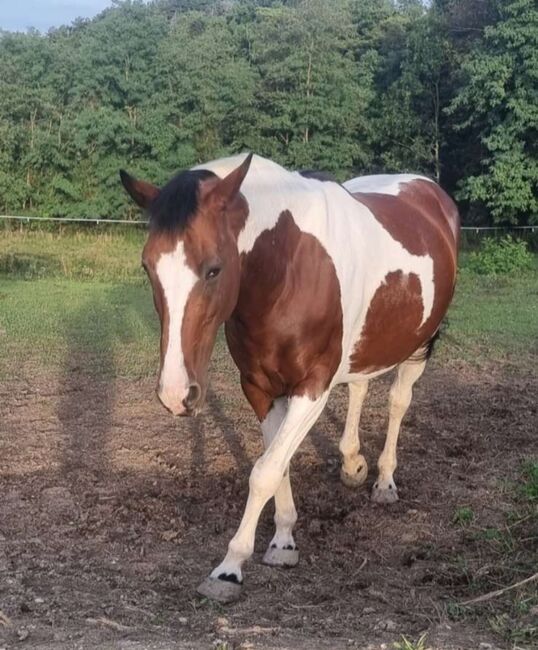 Süße Scheckstute zu verkaufen, Isabella, Konie na sprzedaż, Ebersbrunn 