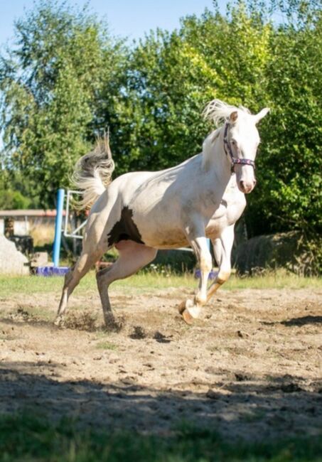 Bezaubernde Paint Horse  Stute, Rainer, Konie na sprzedaż, Wernigerode, Image 9