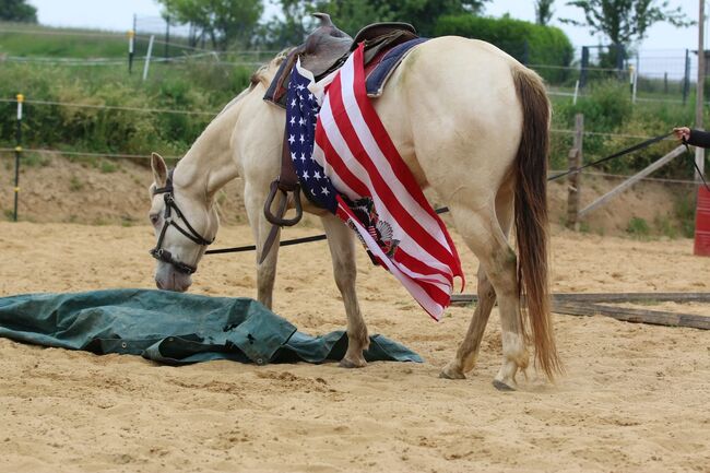 Bezaubernde Quarter Horse Stute in Traumfarbe, Kerstin Rehbehn (Pferdemarketing Ost), Konie na sprzedaż, Nienburg, Image 8