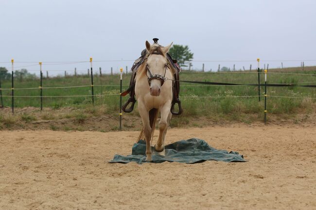 Bezaubernde Quarter Horse Stute in Traumfarbe, Kerstin Rehbehn (Pferdemarketing Ost), Konie na sprzedaż, Nienburg, Image 9