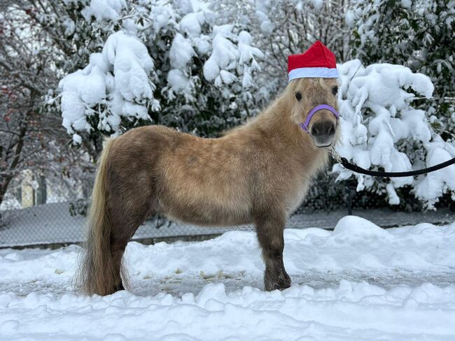 Liebenswerte Shetty-Stute sucht Familie: Palomino mit Papieren, Sport- und Freizeitpferde Fuchs (Sport- und Freizeitpferde Fuchs), Konie na sprzedaż, Ellgau, Image 2