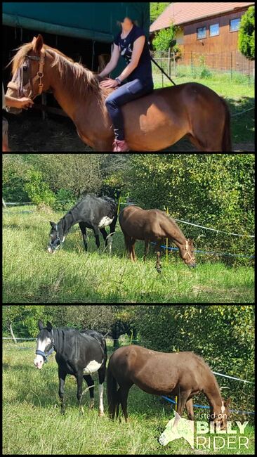 Liebenswerte Ponystute sucht Endplatz, Marion , Konie na sprzedaż, Lenti, Image 3