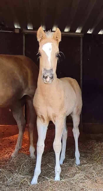 Bezauberndes Paint Horse Stutfohlen in Traumfarbe, Kerstin Rehbehn (Pferdemarketing Ost), Konie na sprzedaż, Nienburg, Image 4